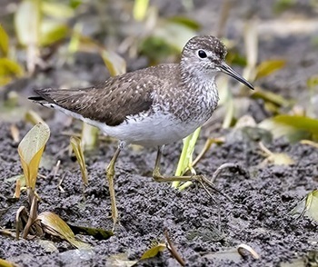 Solitary sandpiper