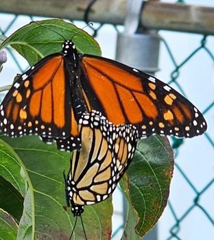 Monarch butterflies