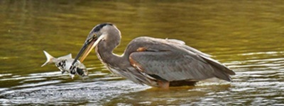 Great blue heron