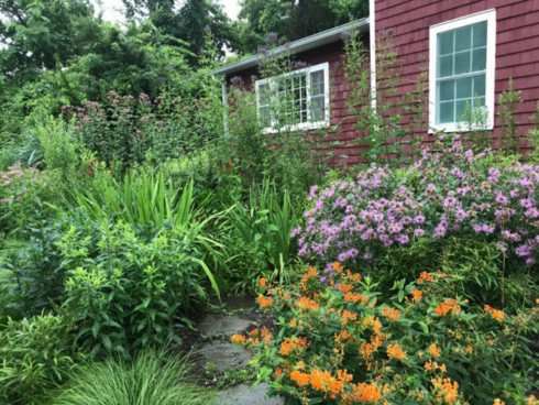SCG Field trip to rain garden in bloom