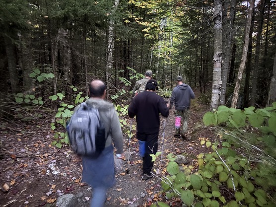 Four people walk down a forest trail