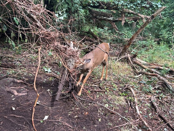 Deer with antlers tangled in rope