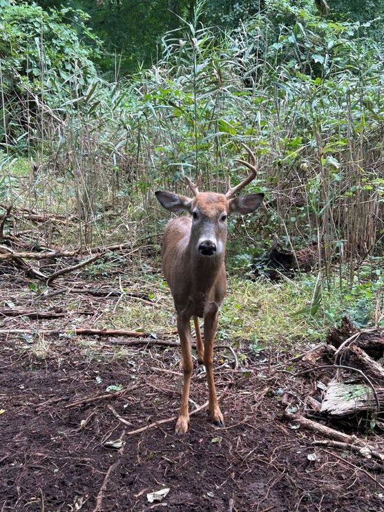 Deer standing upright after being untangled