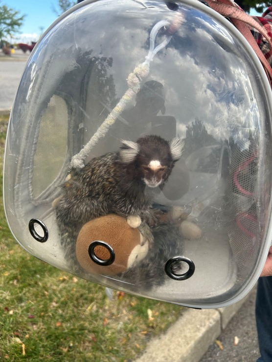 small animal in backpack carrier