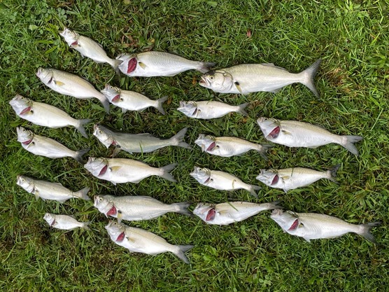 small white fish on the grass