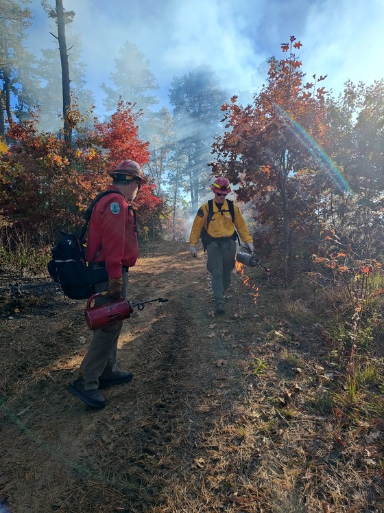 Albany Pine Bush prescribed burn
