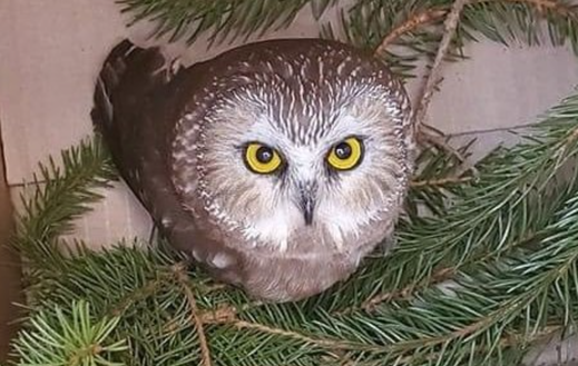 Small gray owl perched in pine tree