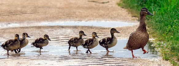 ducks walking in a row