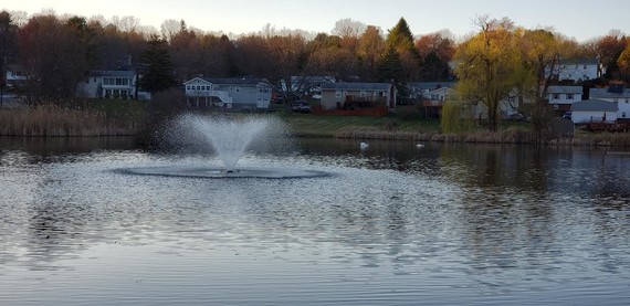 Improvements to Dutchess Park Lake in 2020 saw the return of swans as the lake began its improvements.