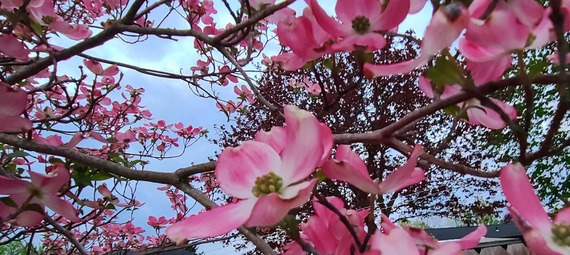 Flowers in Cortland County