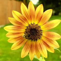 Flower on a Bee in Cortland County