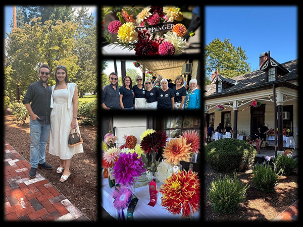 dahlia show collage
