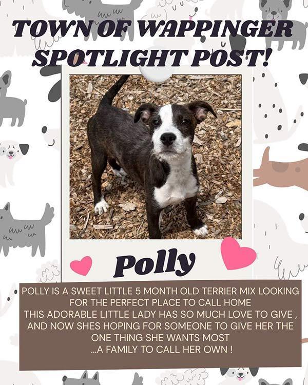 Polly - Pup for Adoption Flyer