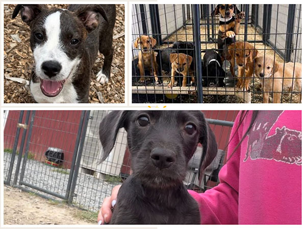 collagepups