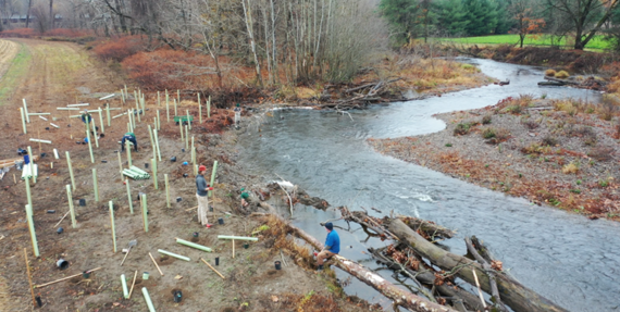 Streambank planting banner image