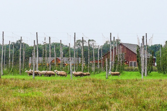 Flock of sheep at Arrowood farm