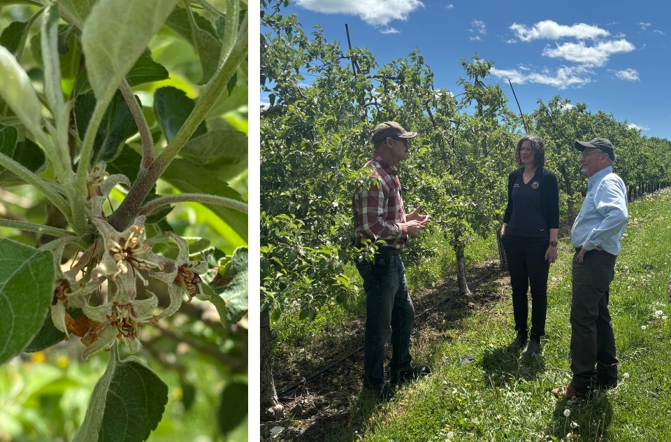 County Executive Metzger talking with a farmer at a Marlborough orchard, alongside an apple bud killed by the frost
