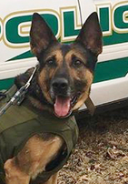 K-9 Dino Green Township Police Department