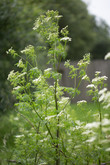 Poison Hemlock