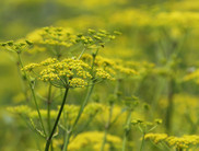 Wild Parsnip