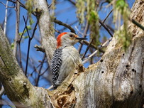 red breasted woodpecker sitting in tree