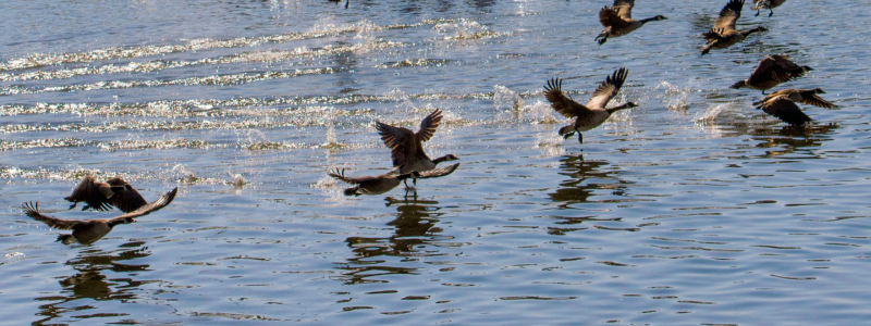 Do Not Feed Geese