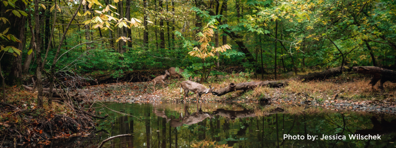 Overbrook Nature Preserve