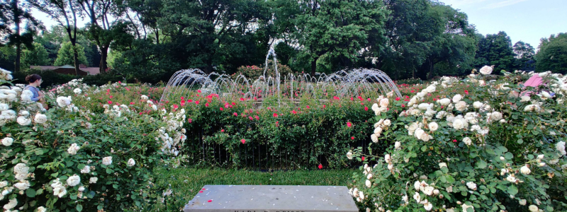 Park of Roses