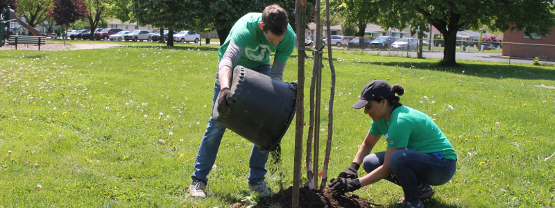 Tree Planting