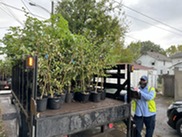 Tree Giveaway