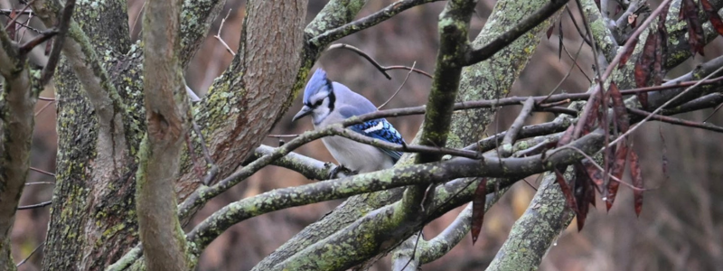 Birding on the Green