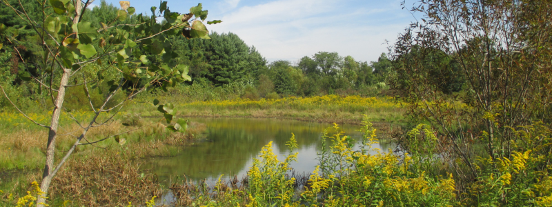 Hoover Meadows Wetlands
