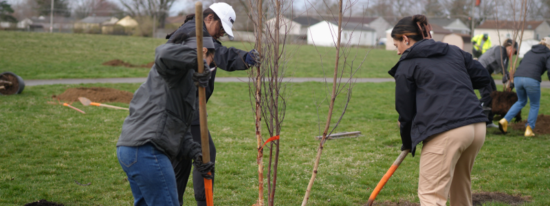 Planting trees