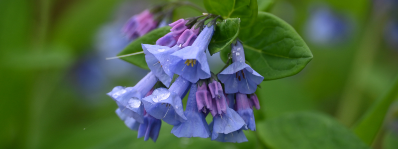 Virginia Bluebells