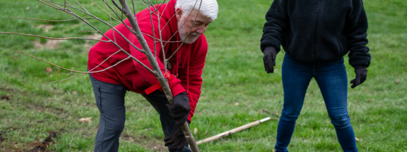 Man planting a tree