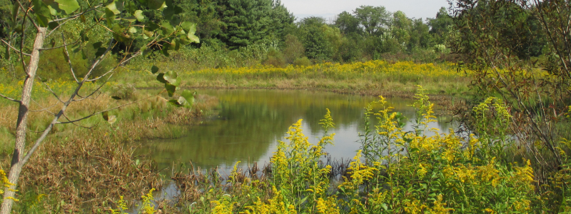 Hoover Meadows Vernal Pool