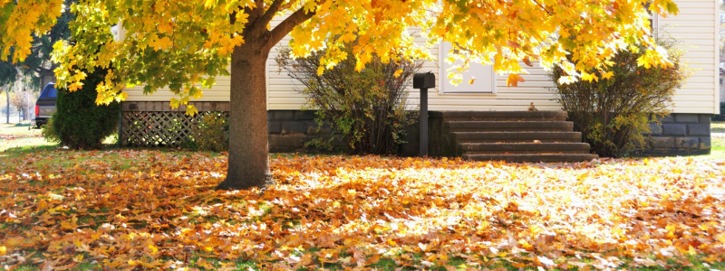 Leaves in yard 