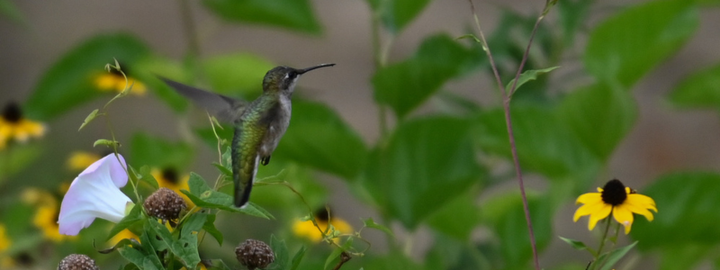 Humming Bird