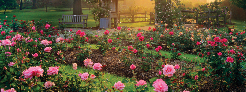 Whetstone park of rose at sunset