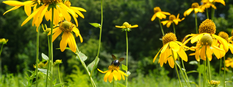 Yellow flowers in a field with a bee on the pistil 
