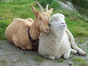 Sheep and Goat