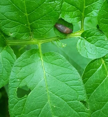 Slug on a damaged leaf