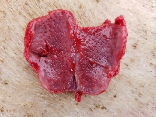 pig tonsils