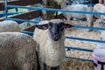 sheep fair