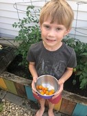 Max is harvesting his first batch of Sun Gold tomatoes!