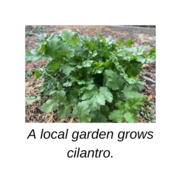 A local garden grows cilantro.