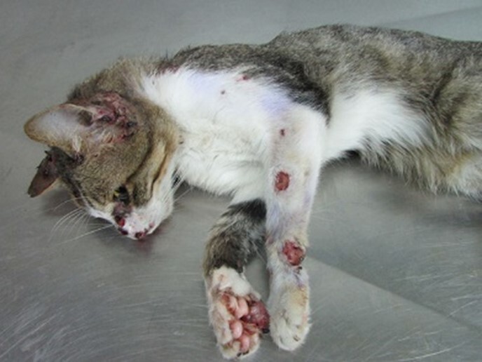 Feline sporotrichosis