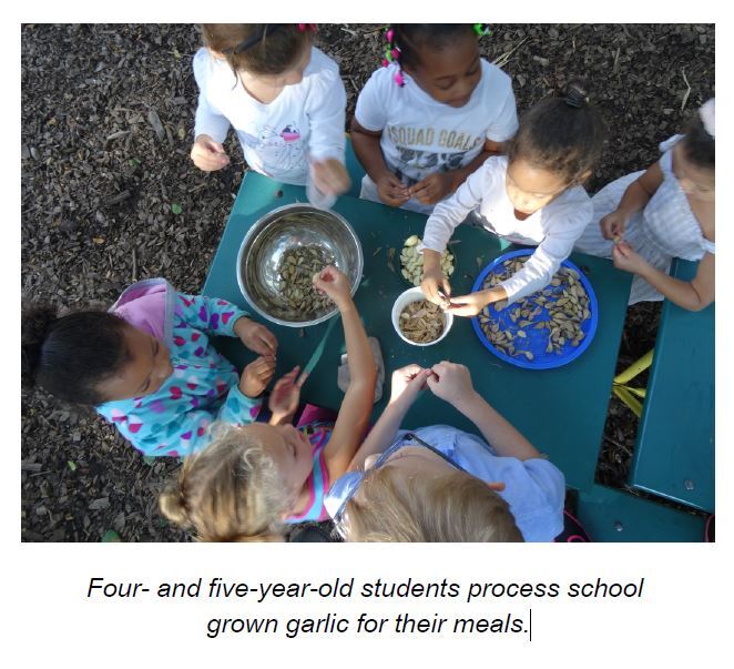 Four- and five-year-old students process school grown garlic for their meals. A