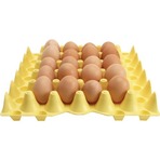 Eggs in plastic tray