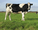 Dairy Cow
